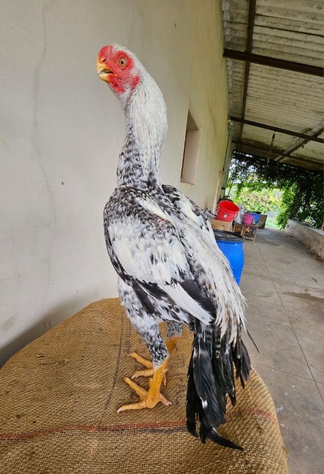 Parrot beak aseel Male Chick for sale